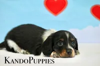 Ruler, a male Miniature Dachshund for sale in Canton, TX – Photo 2 of 4