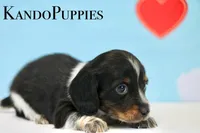 Ruler, a male Miniature Dachshund for sale in Canton, TX – Photo 3 of 4