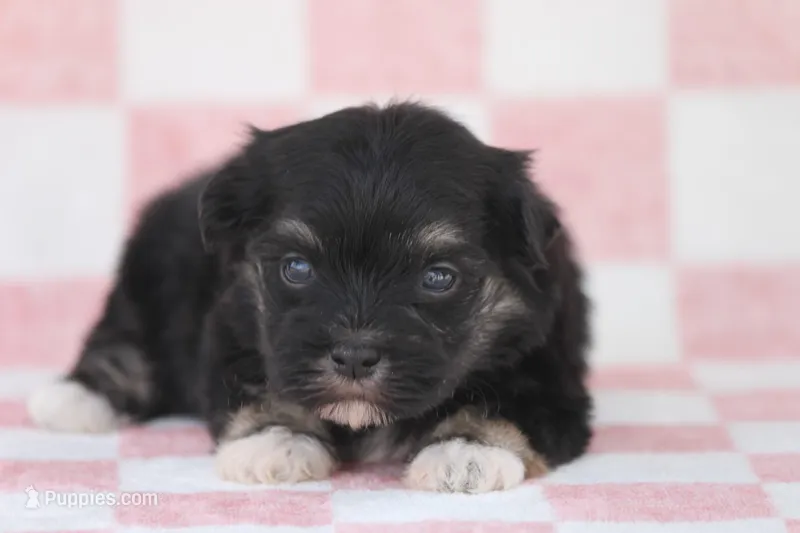 Slate – Havanese puppy for sale in Canton, TX