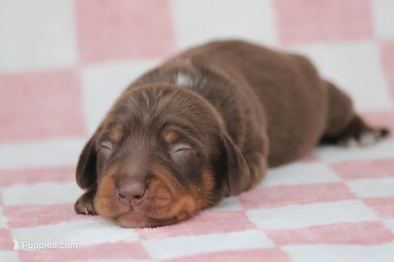 Leather – Miniature Dachshund puppy for sale in Canton, TX