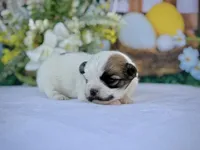 Satche, a male Havanese for sale in Canton, TX – Photo 5 of 7