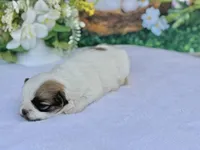 Satche, a male Havanese for sale in Canton, TX – Photo 3 of 7