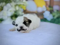 Satche, a male Havanese for sale in Canton, TX – Photo 4 of 7