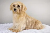 Satche, a male Havanese for sale in Canton, TX – Photo 6 of 7