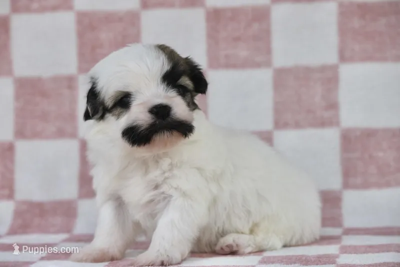 Satche – Havanese puppy for sale in Canton, TX