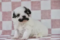Satche, a male Havanese for sale in Canton, TX – Photo 1 of 7