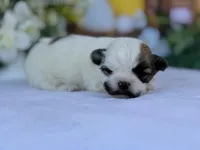 Satche, a male Havanese for sale in Canton, TX – Photo 2 of 7