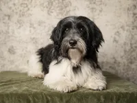 Satche, a male Havanese for sale in Canton, TX – Photo 7 of 7