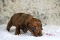 Windy, a female Miniature Dachshund for sale in Canton, TX – Photo 5 of 10