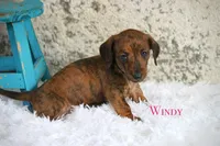 Windy, a female Miniature Dachshund for sale in Canton, TX – Photo 6 of 10