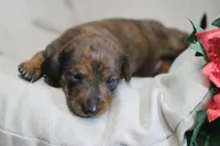 Windy, a female Miniature Dachshund for sale in Canton, TX – Photo 8 of 10