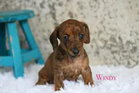 Windy, a female Miniature Dachshund for sale in Canton, TX – Photo 7 of 10