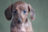 Windy, a female Miniature Dachshund for sale in Canton, TX – Photo 1 of 10
