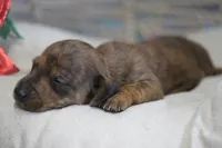 Windy, a female Miniature Dachshund for sale in Canton, TX – Photo 9 of 10