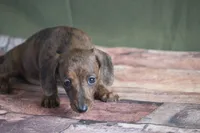 Windy, a female Miniature Dachshund for sale in Canton, TX – Photo 3 of 10