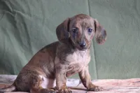 Windy, a female Miniature Dachshund for sale in Canton, TX – Photo 2 of 10