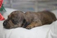 Windy, a female Miniature Dachshund for sale in Canton, TX – Photo 10 of 10