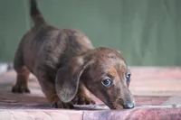 Windy, a female Miniature Dachshund for sale in Canton, TX – Photo 4 of 10