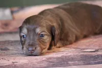 Timber, a male Miniature Dachshund for sale in Canton, TX – Photo 3 of 6