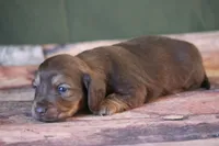 Timber, a male Miniature Dachshund for sale in Canton, TX – Photo 5 of 6