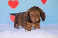 Timber, a male Miniature Dachshund for sale in Canton, TX – Photo 1 of 6