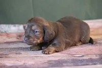 Timber, a male Miniature Dachshund for sale in Canton, TX – Photo 2 of 6