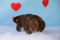 Timber, a male Miniature Dachshund for sale in Canton, TX – Photo 6 of 6