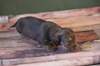 Timber, a male Miniature Dachshund for sale in Canton, TX – Photo 4 of 6