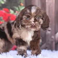 Truffles, a female Cocker Spaniel for sale in Canton, TX – Photo 8 of 8