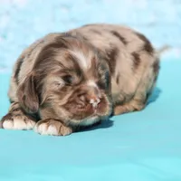 Truffles, a female Cocker Spaniel for sale in Canton, TX – Photo 5 of 8