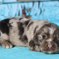 Truffles, a female Cocker Spaniel for sale in Canton, TX – Photo 4 of 8