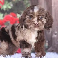 Truffles, a female Cocker Spaniel for sale in Canton, TX – Photo 1 of 8