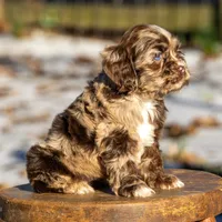Truffles, a female Cocker Spaniel for sale in Canton, TX – Photo 2 of 8