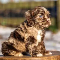 Truffles, a female Cocker Spaniel for sale in Canton, TX – Photo 3 of 8