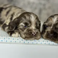 Truffles, a female Cocker Spaniel for sale in Canton, TX – Photo 6 of 8