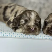 Truffles, a female Cocker Spaniel for sale in Canton, TX – Photo 7 of 8