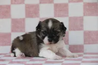 Stella, a female Havanese for sale in Canton, TX – Photo 1 of 2