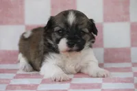 Stella, a female Havanese for sale in Canton, TX – Photo 2 of 2