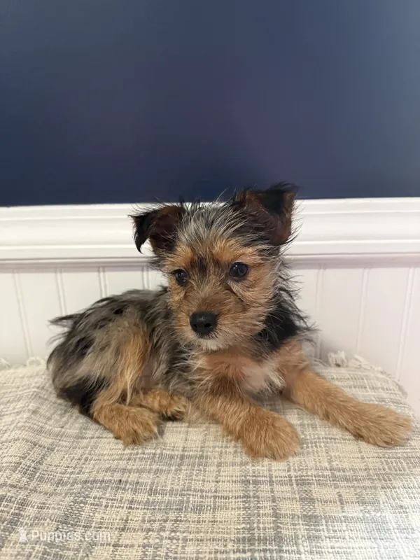 Timmy – Yorkshire Terrier puppy for sale in Dawsonville, GA