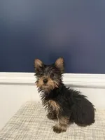 Sasha, a female Yorkshire Terrier for sale in Dawsonville, GA – 2 of 3