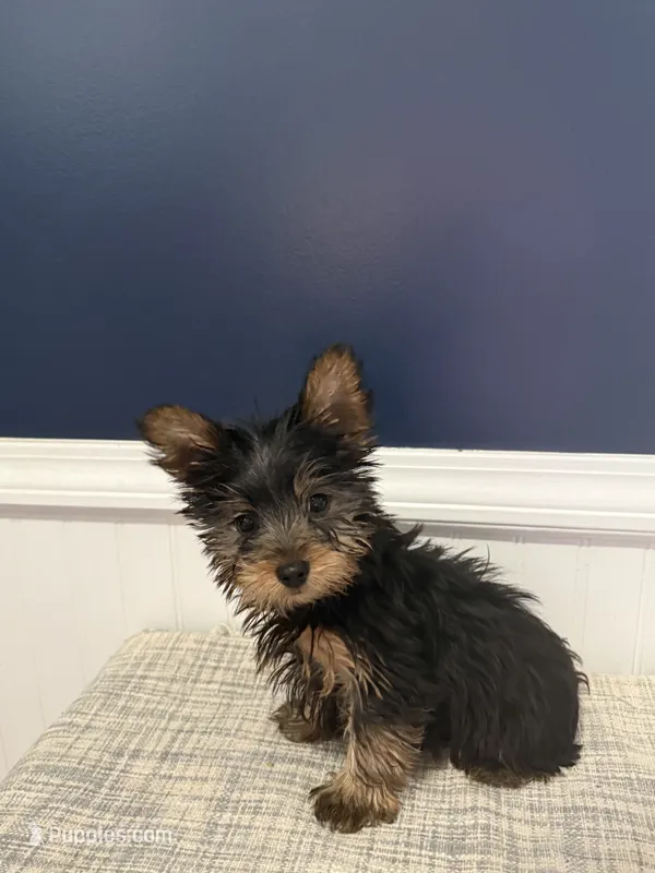 Sasha – Yorkshire Terrier puppy for sale in Dawsonville, GA