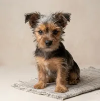 Timmy, a male Yorkshire Terrier for sale in Dawsonville, GA – 2 of 2