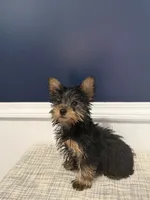 Sasha, a female Yorkshire Terrier for sale in Dawsonville, GA – 3 of 3