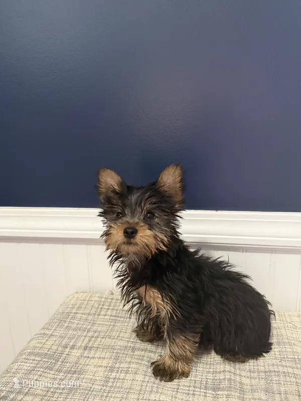 Simon – Yorkshire Terrier puppy for sale in Cleveland, GA