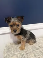 Timmy, a male Yorkshire Terrier for sale in Dawsonville, GA – 2 of 2