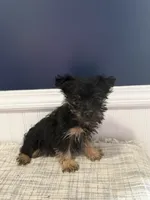 Simon, a male Yorkshire Terrier for sale in Dawsonville, GA – 1 of 2