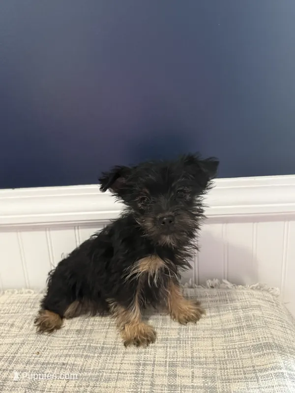 Sasha – Yorkshire Terrier puppy for sale in Cleveland, GA