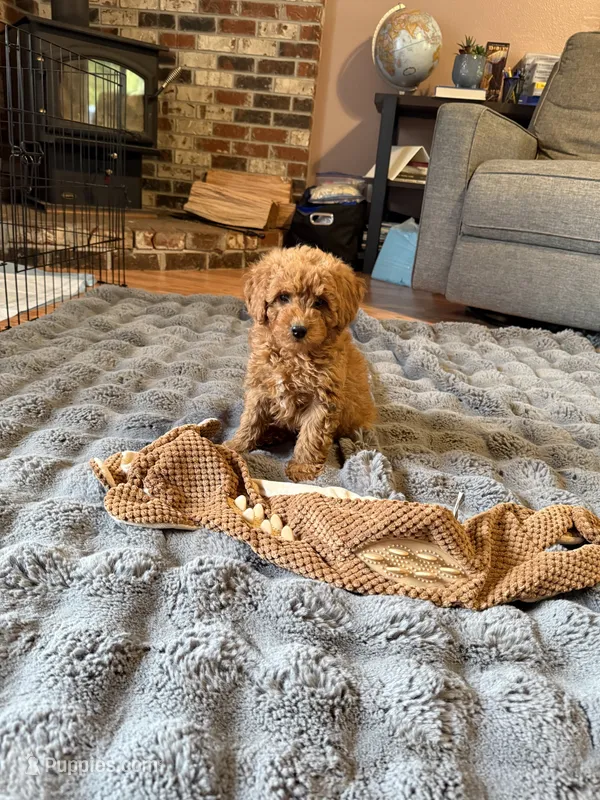 Miniature Goldendoodle  – Miniature Goldendoodle puppy for sale in Yacolt, WA