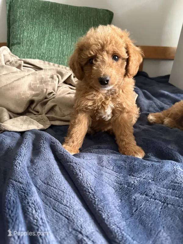 Miniature Goldendoodle  – Miniature Goldendoodle puppy for sale in Yacolt, WA