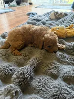 Miniature Goldendoodle , a female Miniature Goldendoodle for sale in Yacolt, WA – 2 of 4
